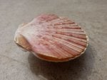 zigzag-scallop-pair.jpg